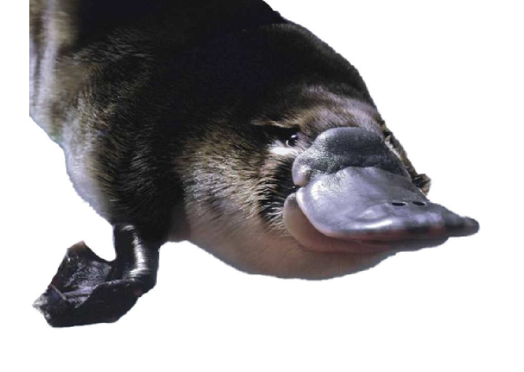 Platypus