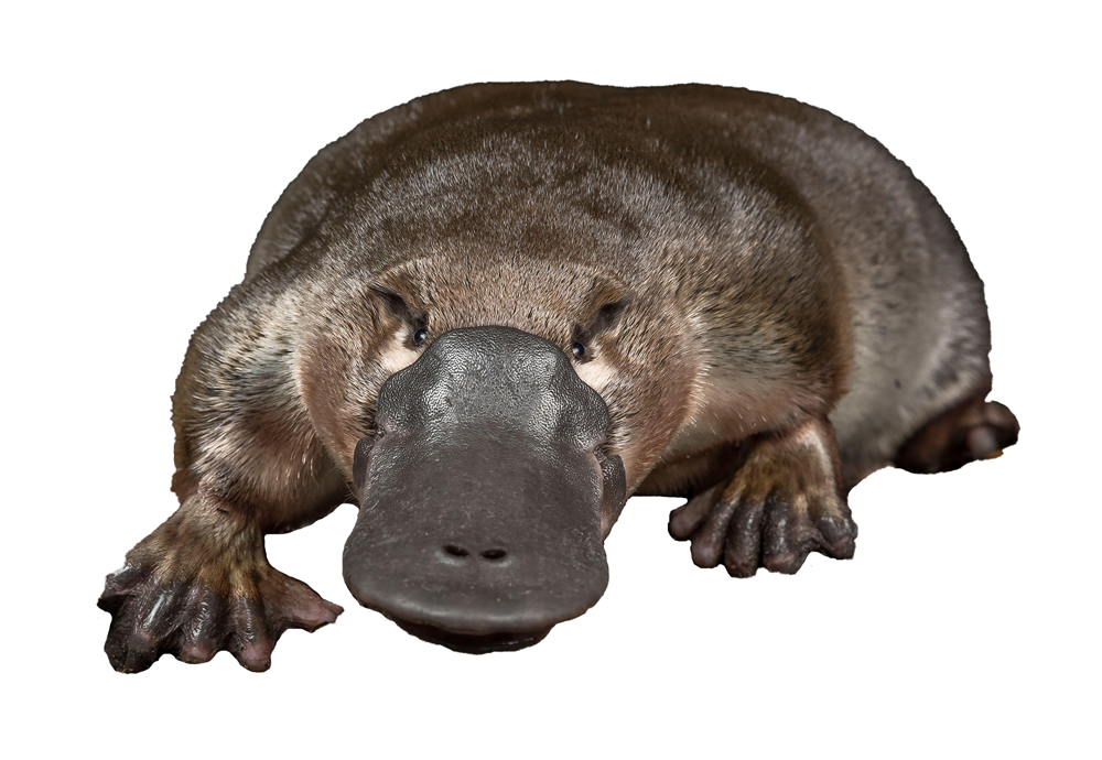 Platypus